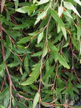 Grevillea  'Poorinda Royal Mantle'