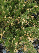 Grevillea prostrata 'Aurea'