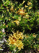 Grevillea prostrata 'Aurea'