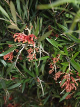 Grevillea victoriae 