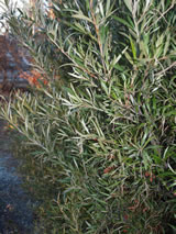 Grevillea victoriae 