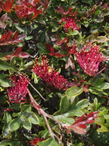 Grevillea x gaudichaudii 