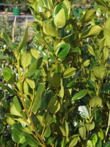 Griselinia littoralis 'Ardmore Emerald'