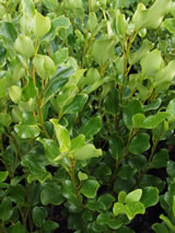 Griselinia littoralis 'Broadway Mint'