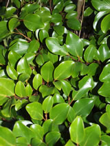 Griselinia littoralis 'Maitai'