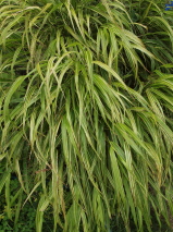 Hakonechloa macra 'Albo-striata'