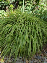 Hakonechloa macra 'Albo-striata'