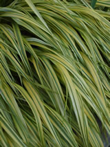 Hakonechloa macra 'Aureola'