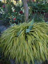 Hakonechloa macra 'Aureola'