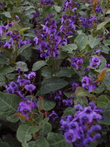 Hardenbergia violacea 'Regent'