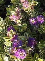 Hebe x franciscana 'Waireka'