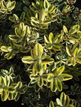 Hebe x franciscana 'Waireka'