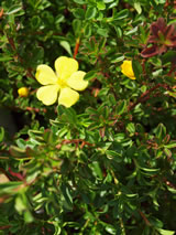 Hibbertia obtusifolia. 