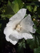 Hibiscus syriacus 'Diana'