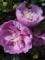 Hibiscus syriacus 'Heidi'