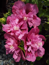 Hibiscus syriacus 'Leopoldii'