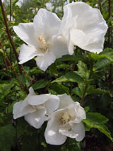 Hibiscus syriacus 'Snowdrift'