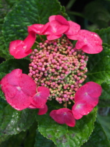 Hydrangea  'Geoffrey Chadbaud'