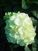 Hydrangea macrophylla 'Immaculata'