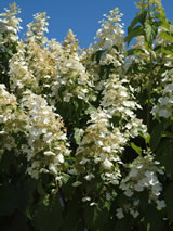 Hydrangea paniculata 'Kyusha'