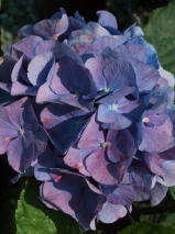 Hydrangea macrophylla 'Renate Steiniger'