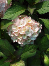 Hydrangea macrophylla 'Sabrina'