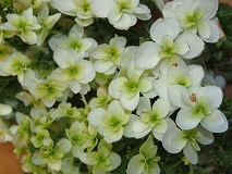 Hydrangea  'Snowflake'