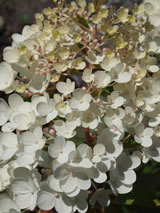 Hydrangea paniculata 'Grandiflora'