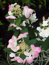 Hydrangea paniculata 'Tardiva'