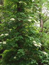 Hydrangea anomala subsp. Petiolaris