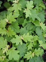 Hydrangea quercifolia 'Pee Wee'