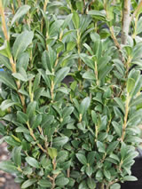 Ilex crenata 'Sky Pencil'