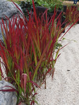 Imperata cyclindrica 'Rubra'