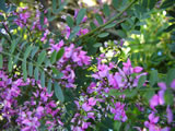 Indigofera decora 