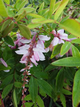 Indigofera decora 