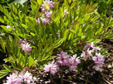 Indigofera decora 