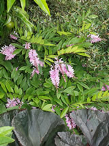 Indigofera decora 