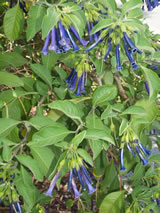 Iochroma tuberosa 