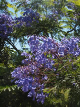 Jacaranda mimosaefolia. 