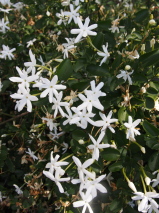 Jasminum angulare 