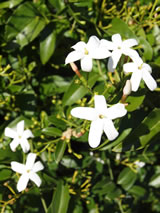 Jasminum azoricum 