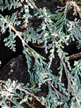 Juniperus horizontalis 'Blue Chip'