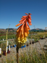 Kniphofia  'Dwarf Orange'