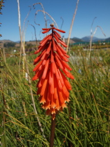 Kniphofia  'Dwarf Scarlet'