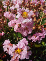 Lagerstroemia indica 'Soil d'Oir'