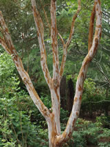 Lagerstroemia Lagerstroemia