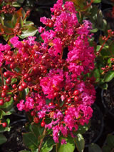 Lagerstroemia indica 'Flamenco'