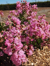 Lagerstroemia indica 'Soil d'Oir'