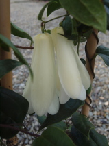 Lapageria rosea 'Alba'