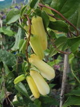 Lapageria rosea 'Alba'